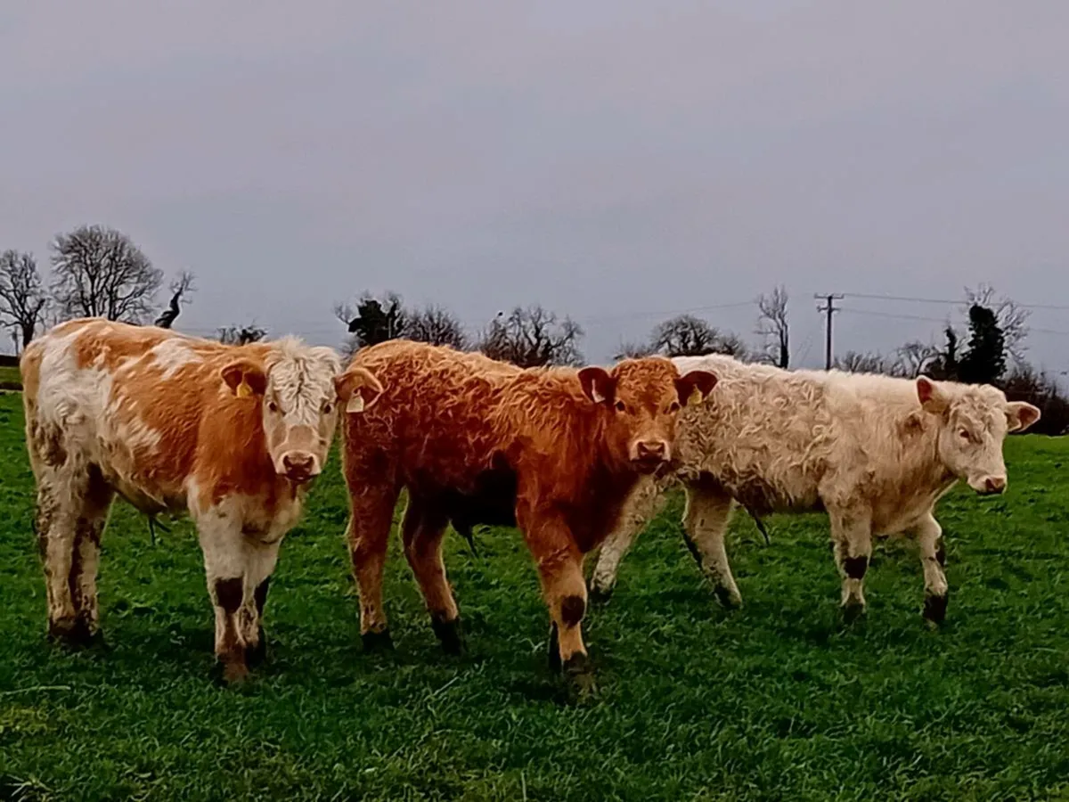 3 lovely Charlaois bull Weanlings - Image 4