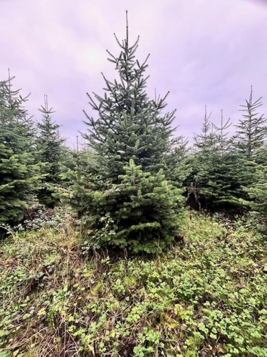 Christmas Trees 10-14" - Image 1