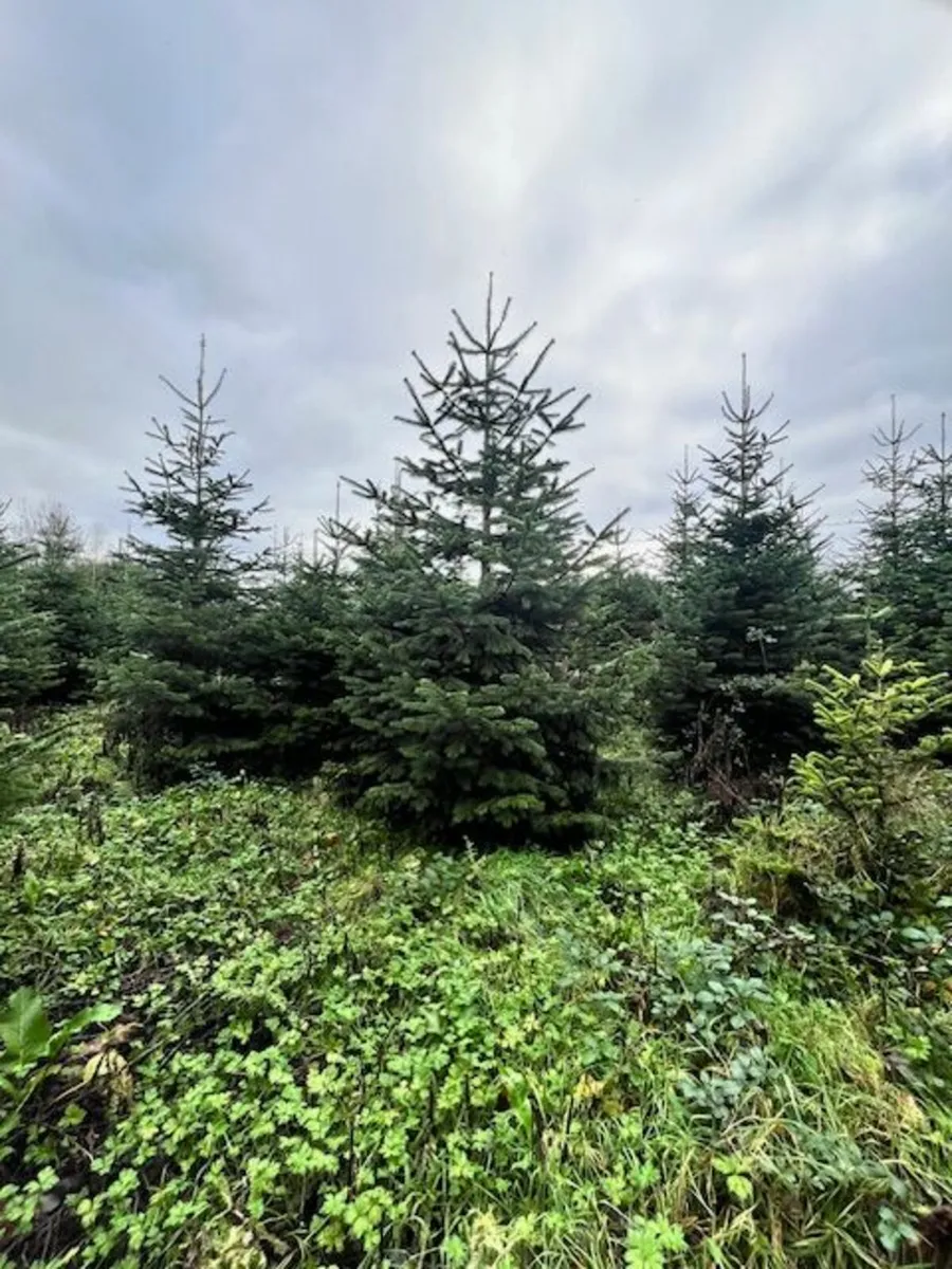 Christmas Trees 10-14" - Image 2