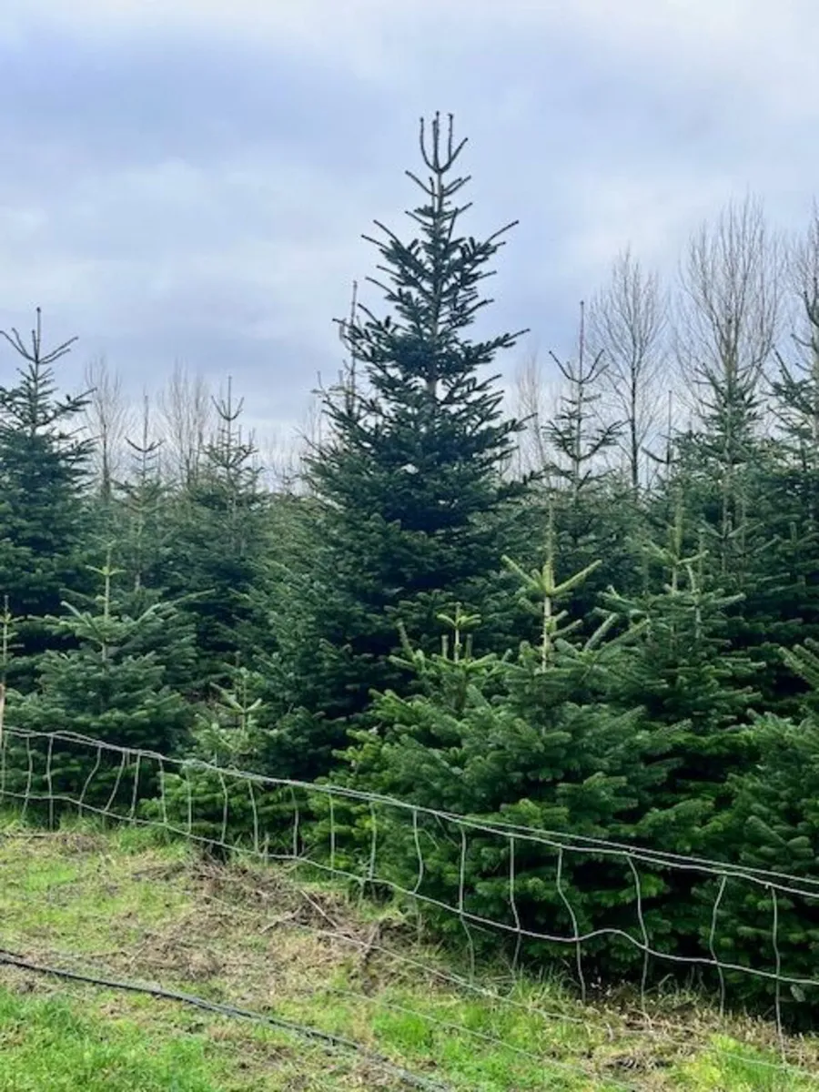 Christmas Trees 10-14" - Image 3