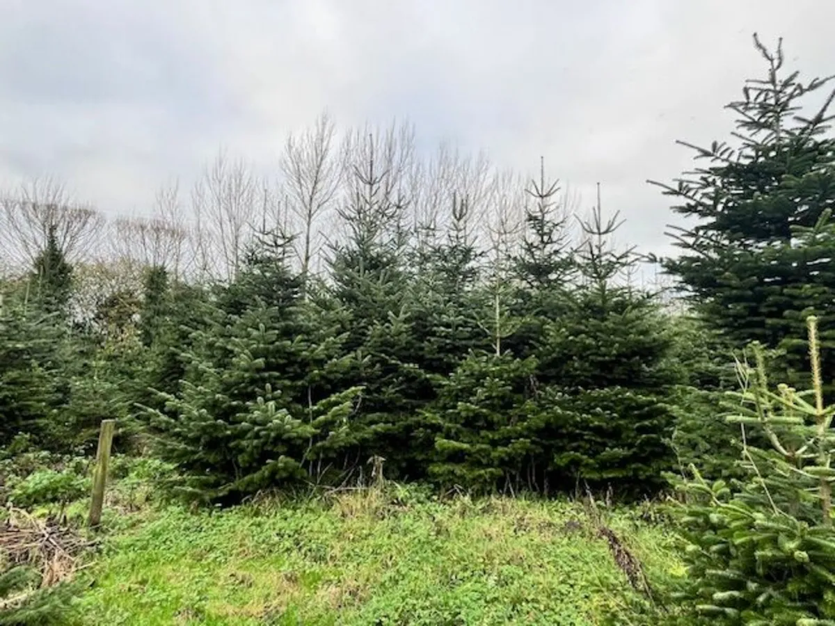 Christmas Trees 10-14" - Image 4