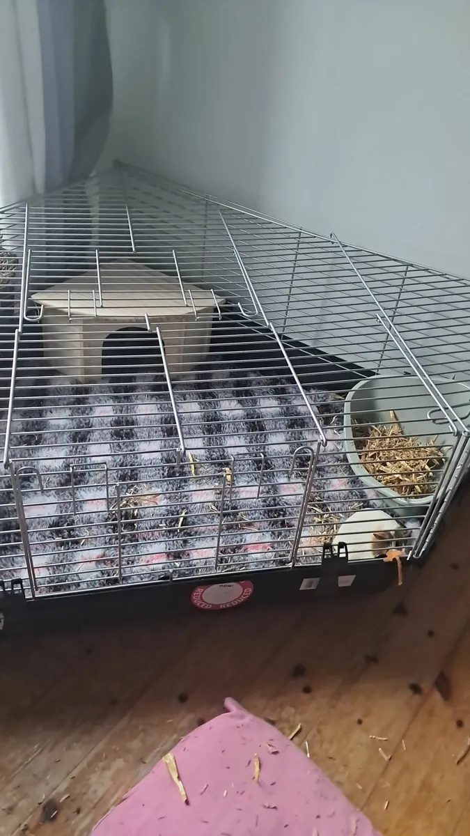 Guinea pig/rabbit cage - Image 2