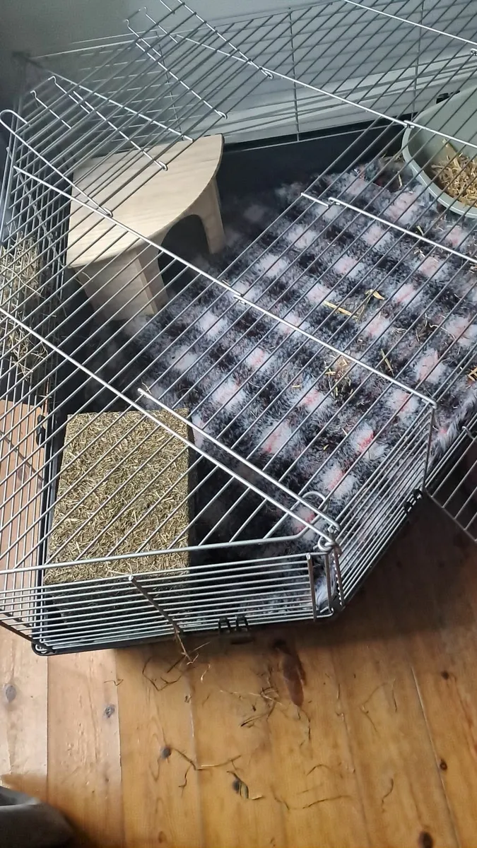 Guinea pig/rabbit cage - Image 3