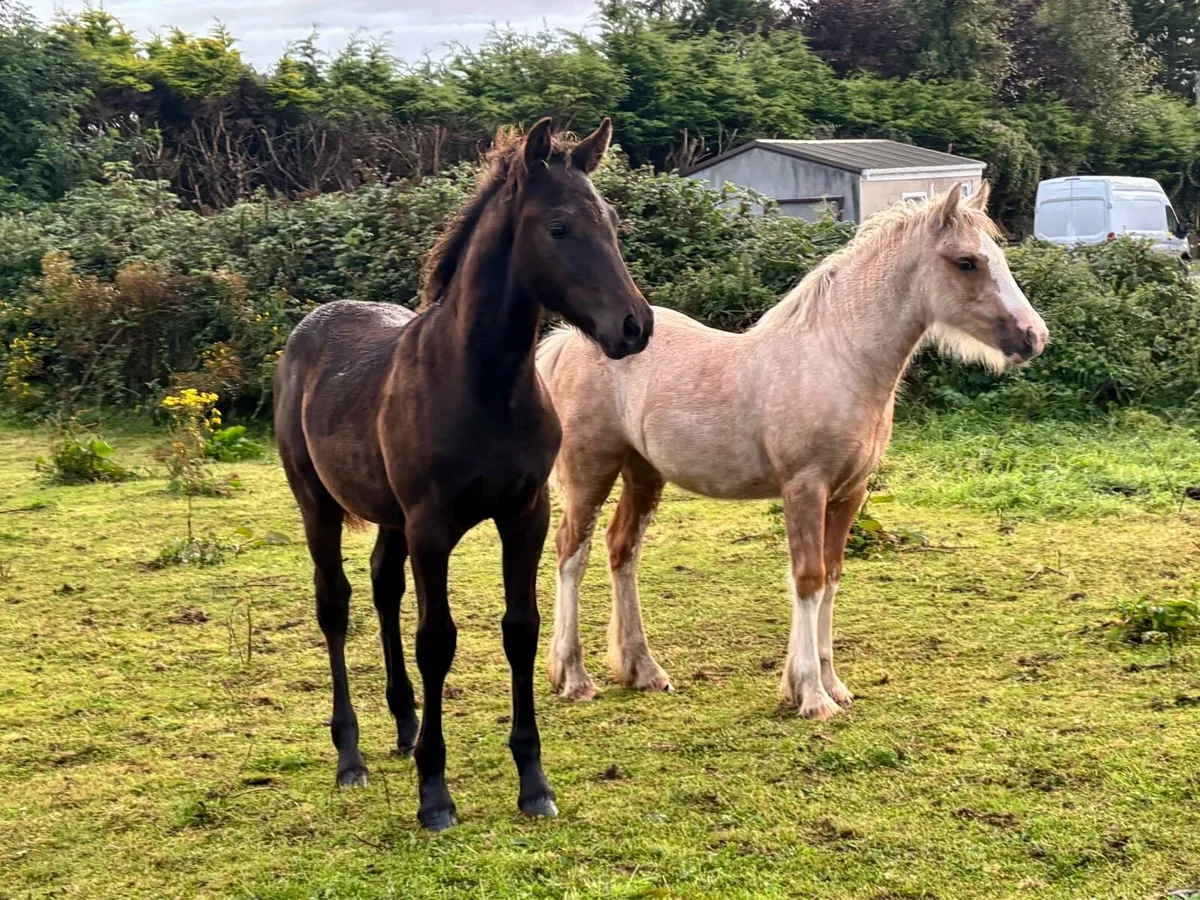 Filly & colt foals - Image 4
