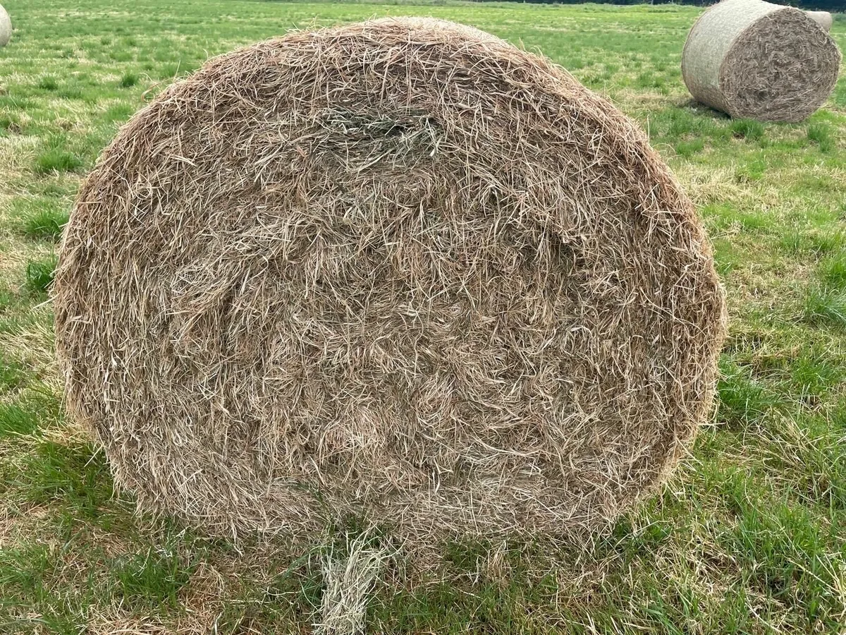 Hay - Image 1