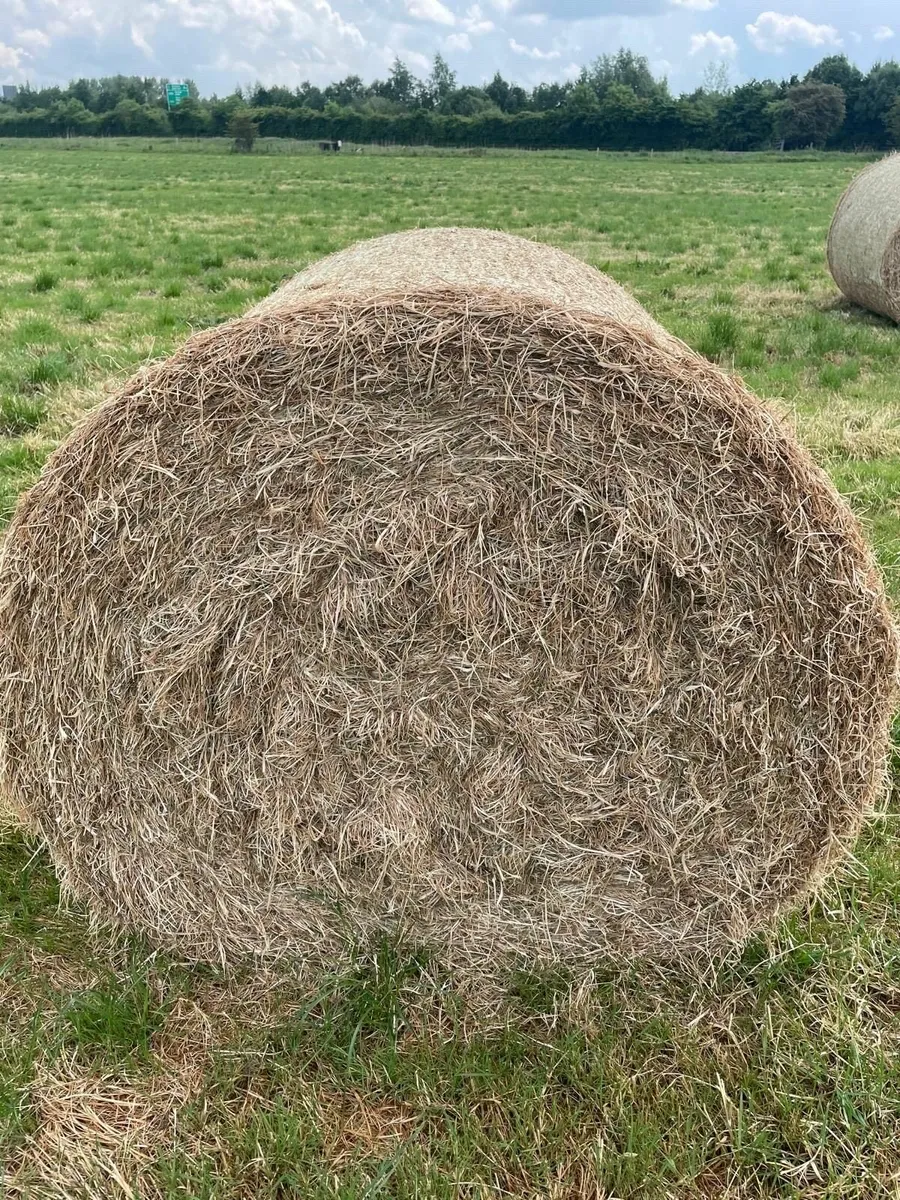 Hay - Image 4