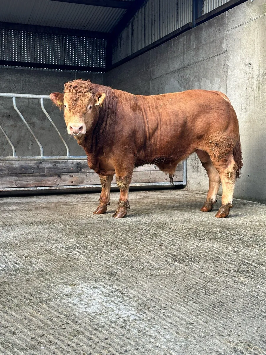 Pedigree easy calving Limousin bulls - Image 1