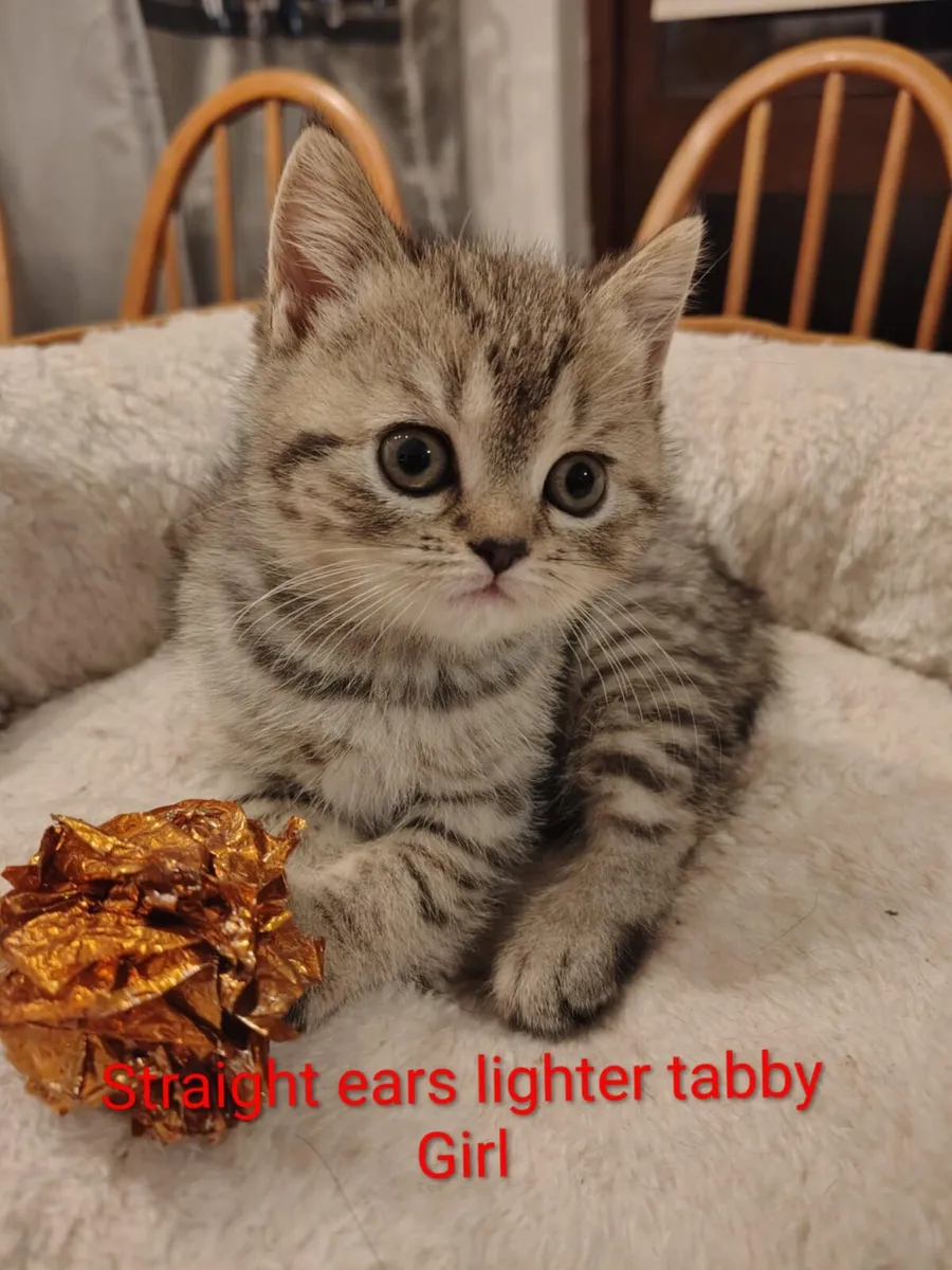 Scottish fold - Image 4