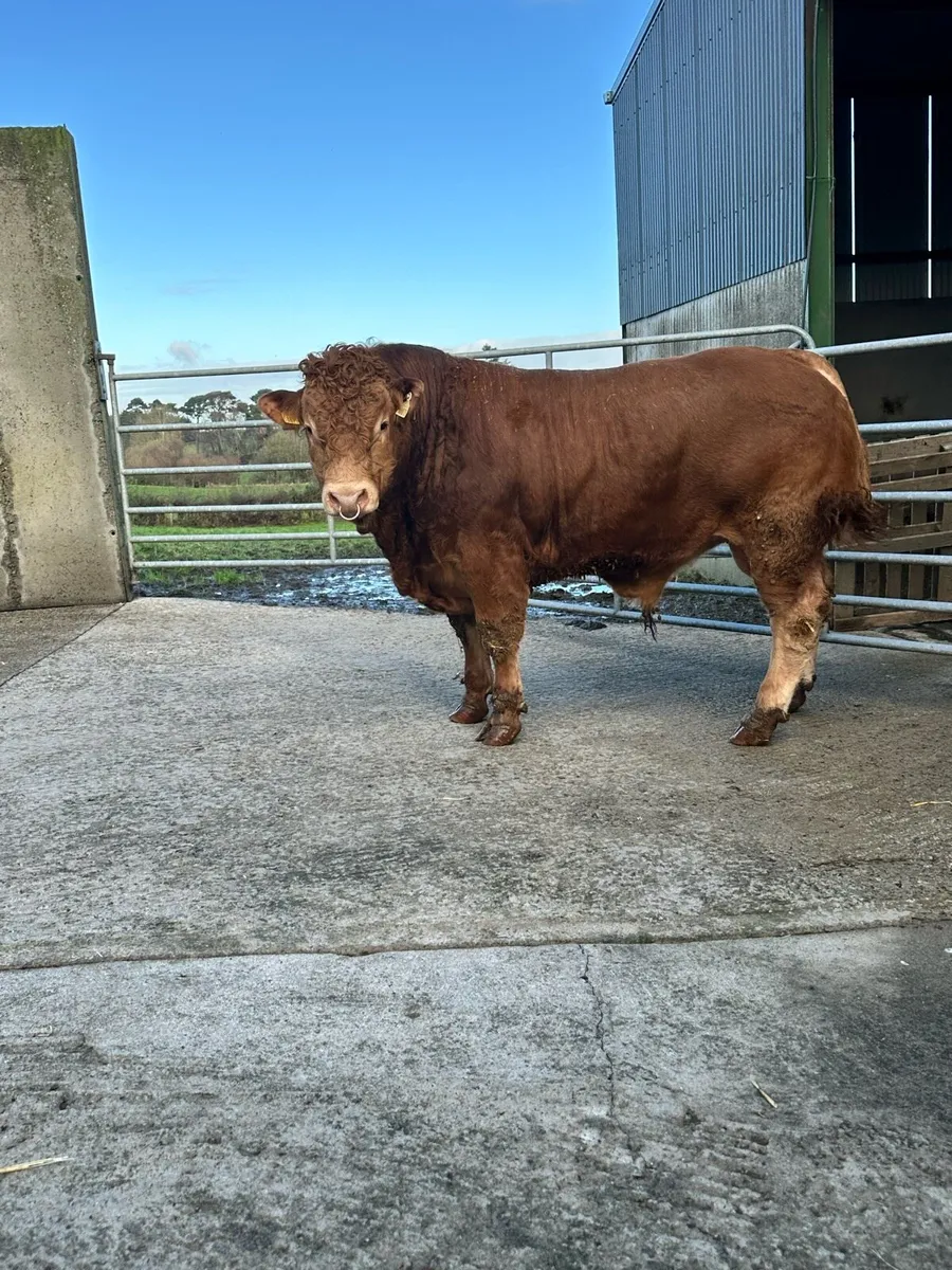 Pedigree easy calving Limousin bulls - Image 2