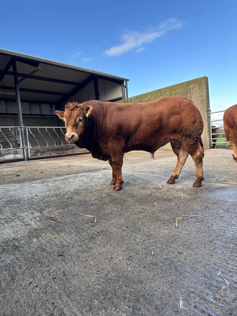 Pedigree easy calving Limousin bulls - Image 3