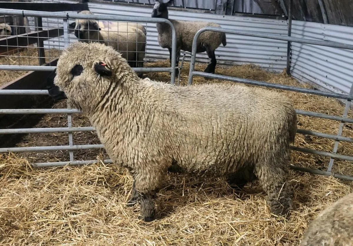 ⭐️Pedigree Hampshire Down Ram Lambs⭐️ - Image 1