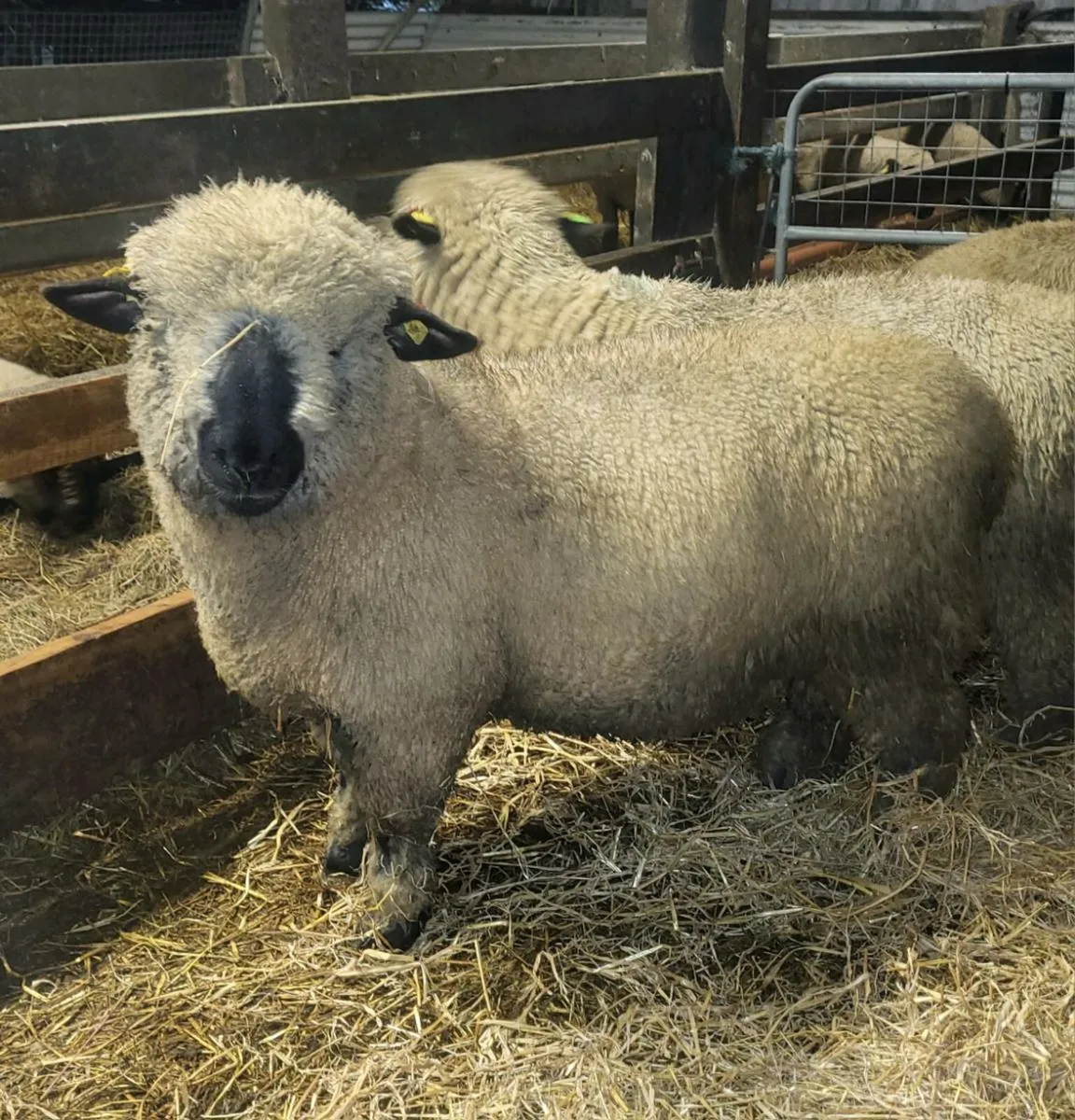 ⭐️Pedigree Hampshire Down Ram Lambs⭐️ - Image 2