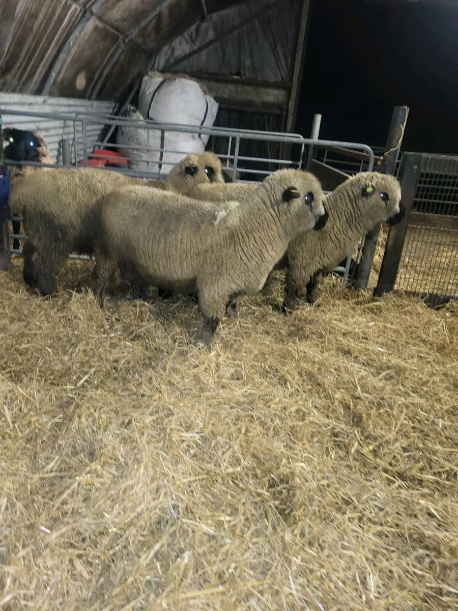⭐️Pedigree Hampshire Down Ram Lambs⭐️ - Image 3
