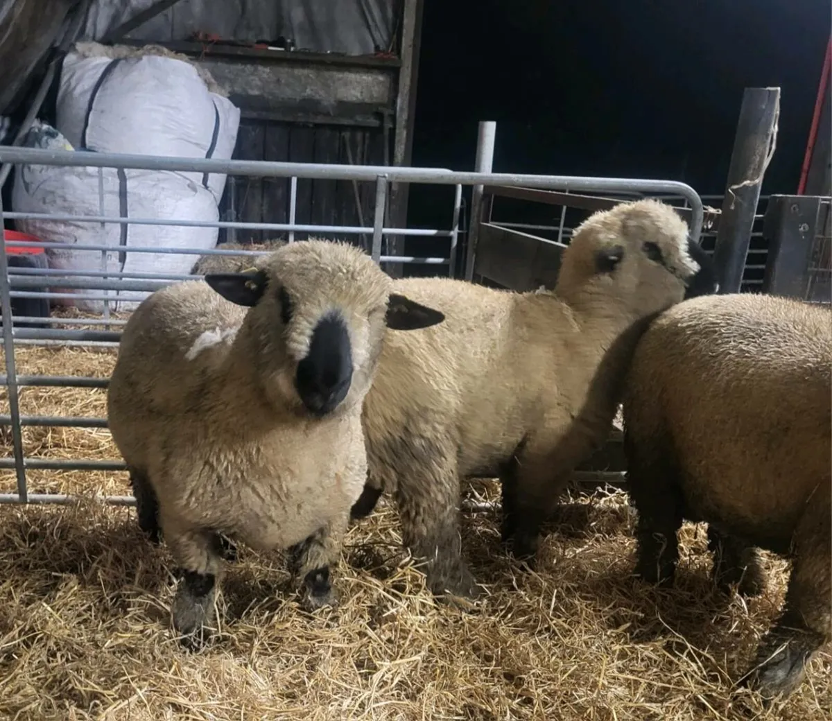 ⭐️Pedigree Hampshire Down Ram Lambs⭐️ - Image 4