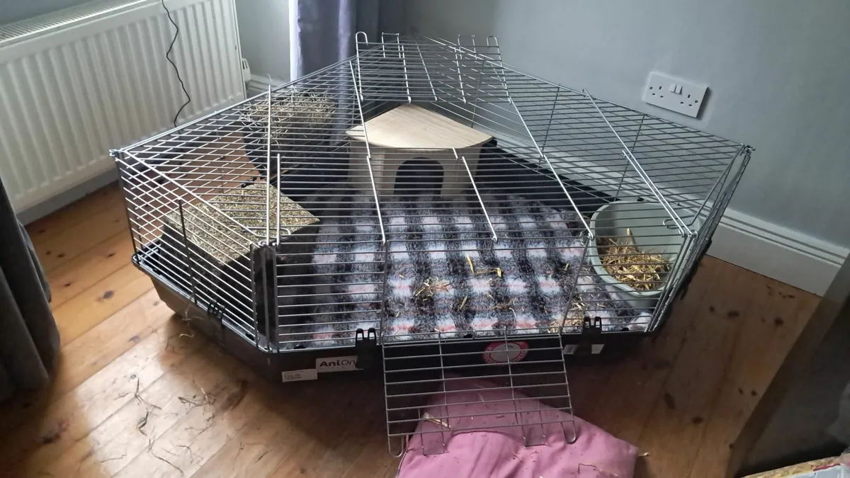 Guinea pig/rabbit cage - Image 1