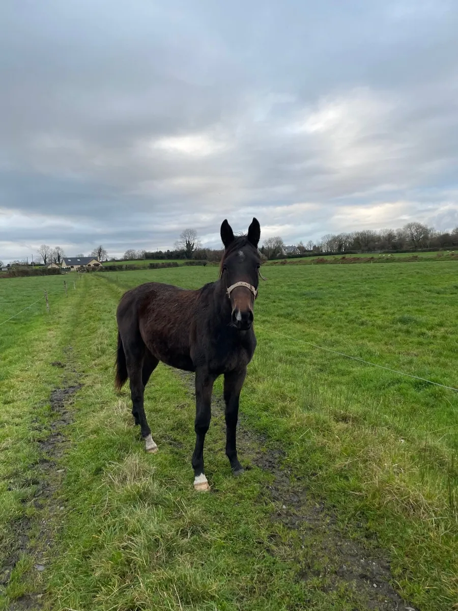 Yearling filly - Image 1