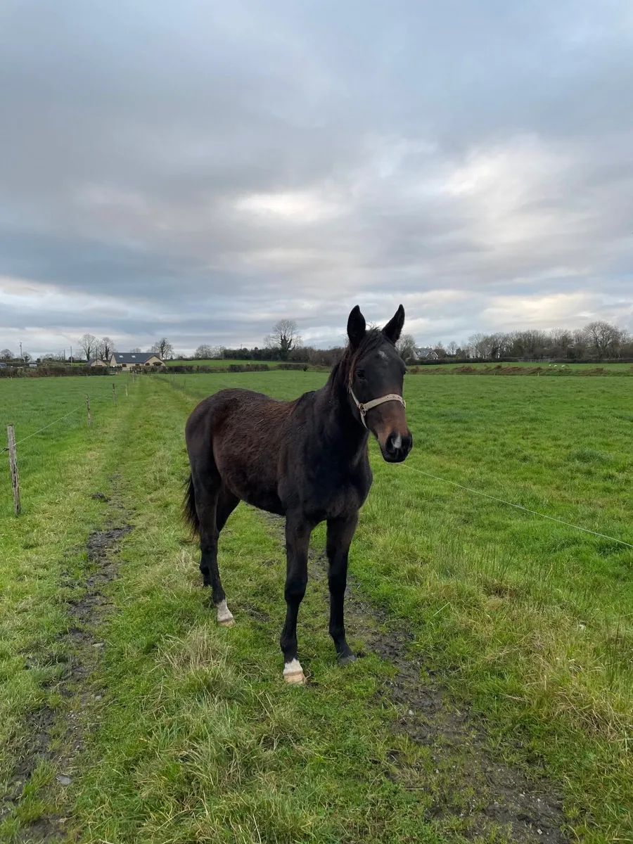 Yearling filly - Image 2