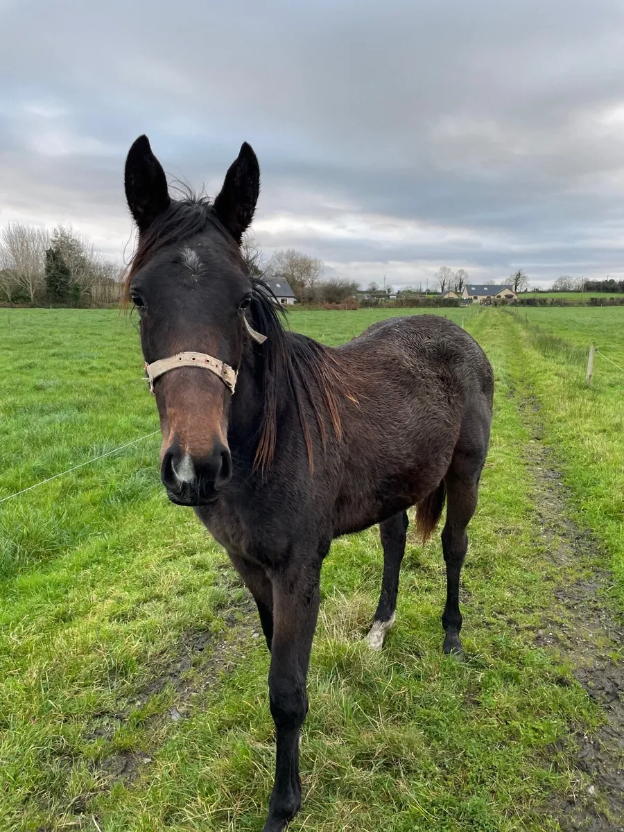 Yearling filly - Image 3