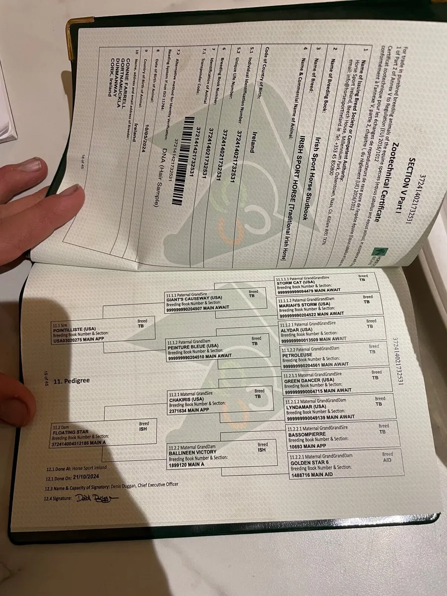 Yearling filly - Image 4