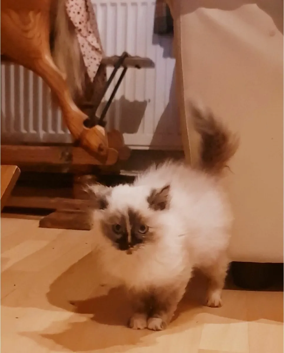 Female ragdoll kitten - Image 2