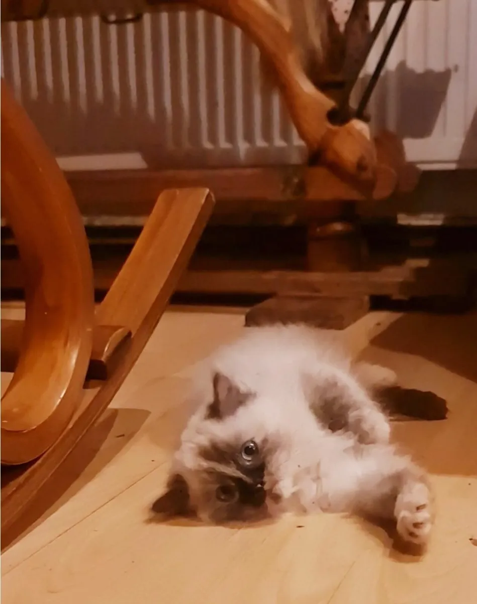 Female ragdoll kitten - Image 3