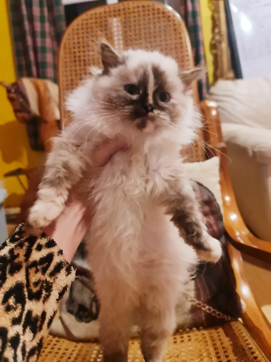 Female ragdoll kitten - Image 1