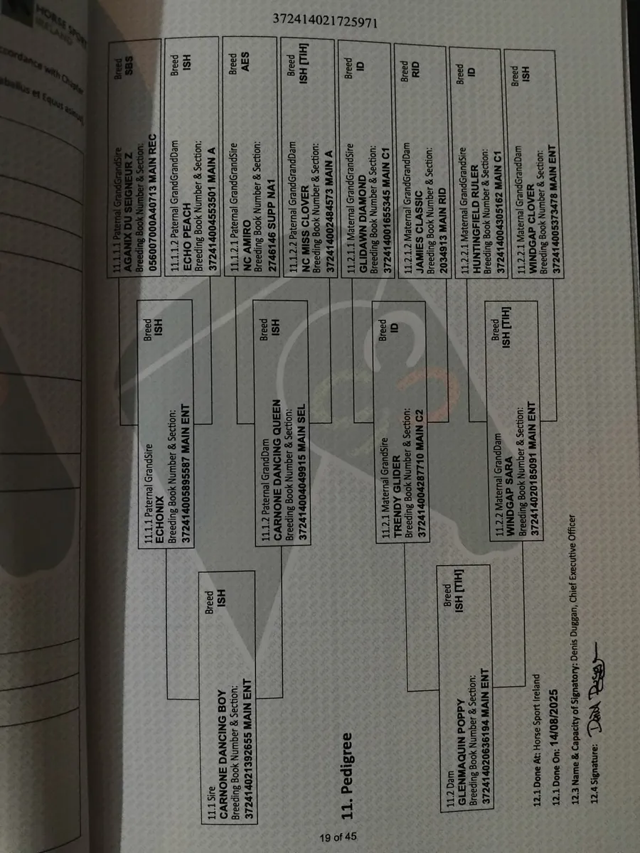 ISH filly foal - Image 2