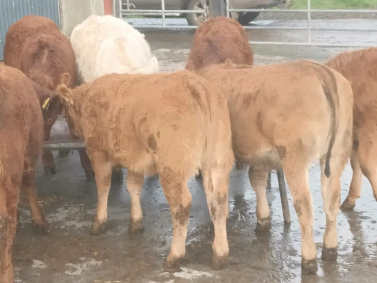 13 Smashing  Heifer's for sale - Image 1