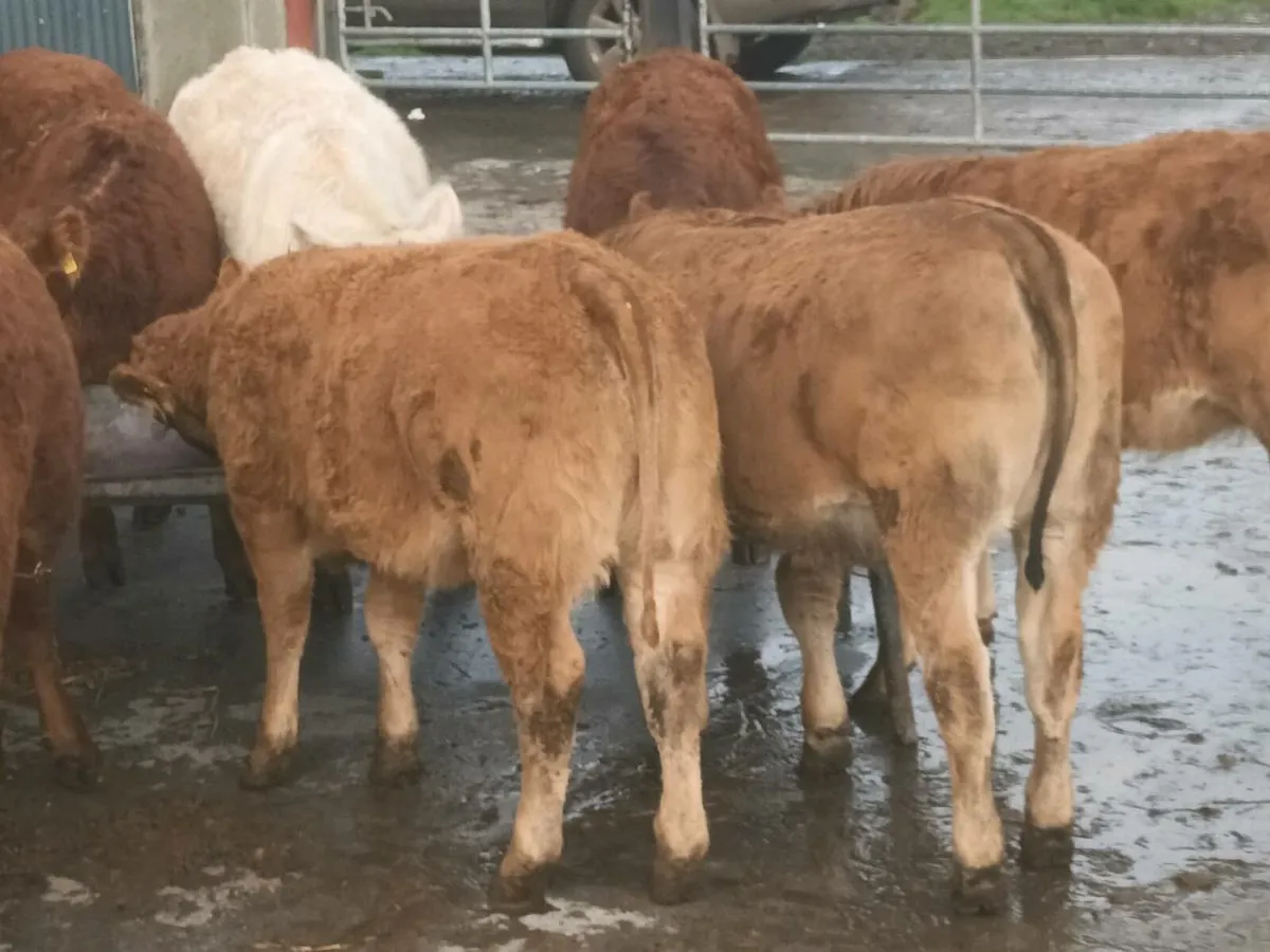 13 Smashing  Heifer's for sale - Image 2
