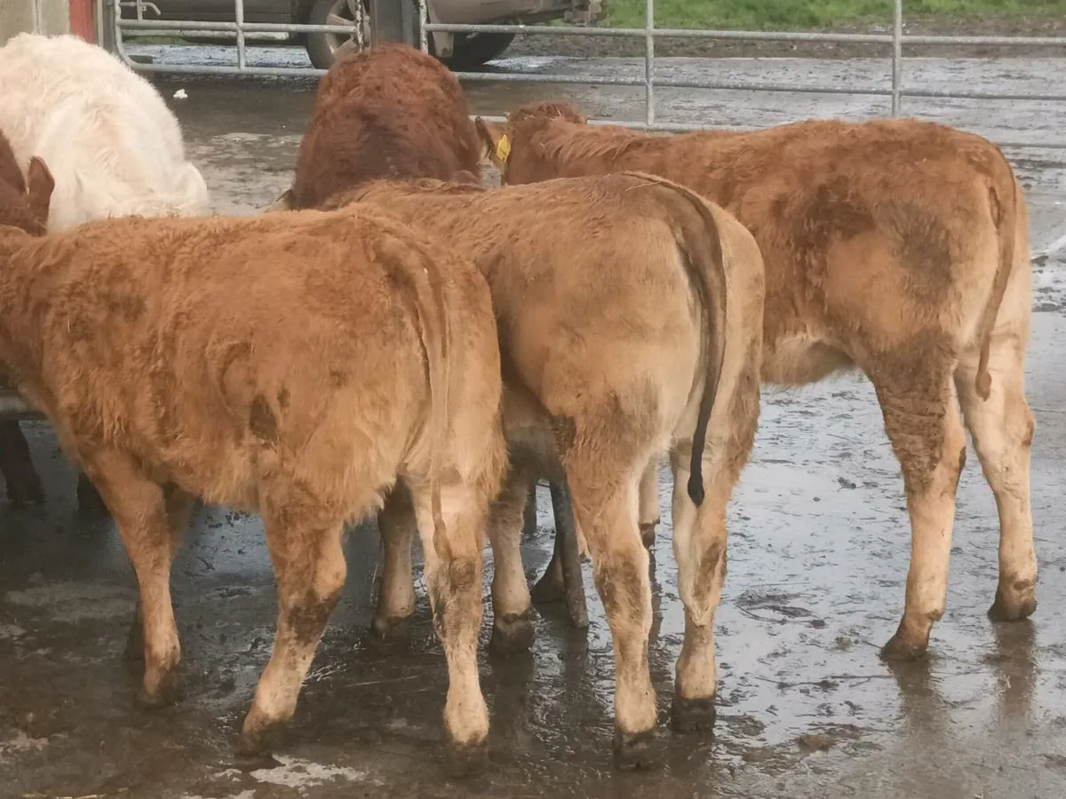 13 Smashing  Heifer's for sale - Image 3