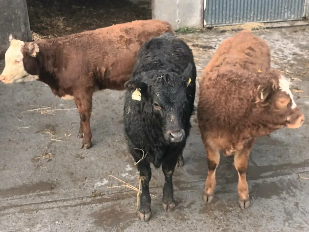 13 Smashing  Heifer's for sale - Image 4