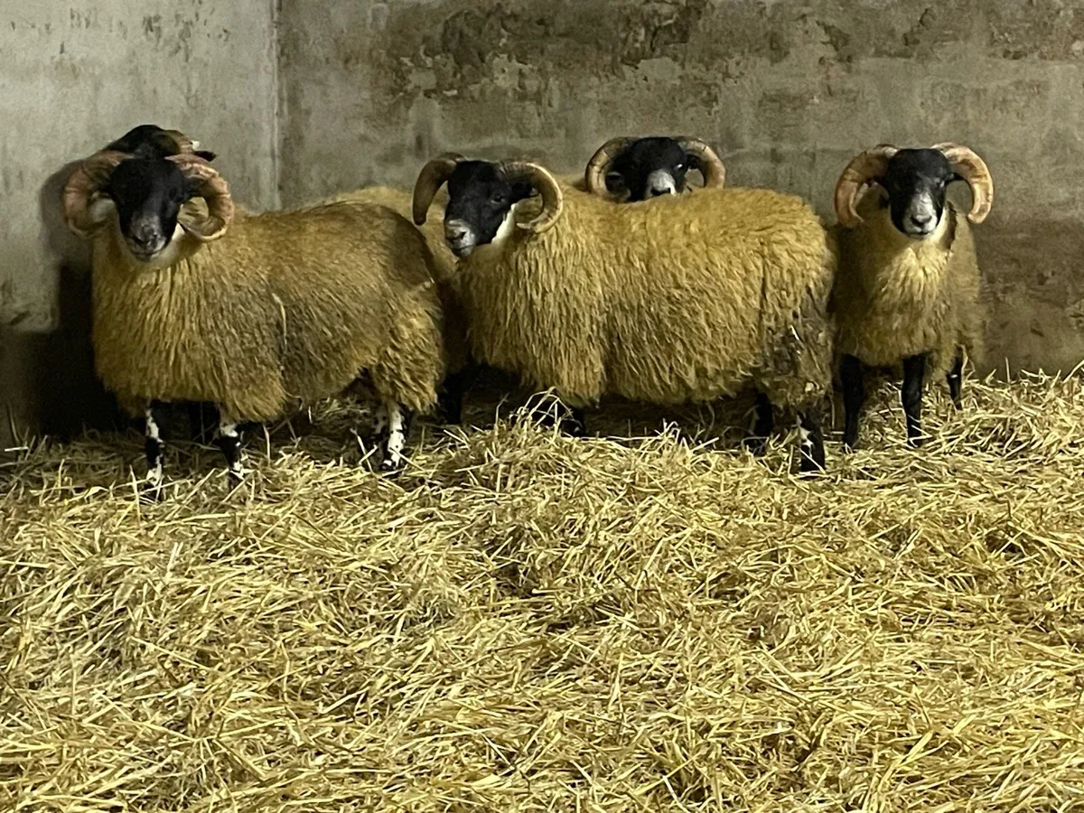 Lanark Sis approved ram lambs - Image 1