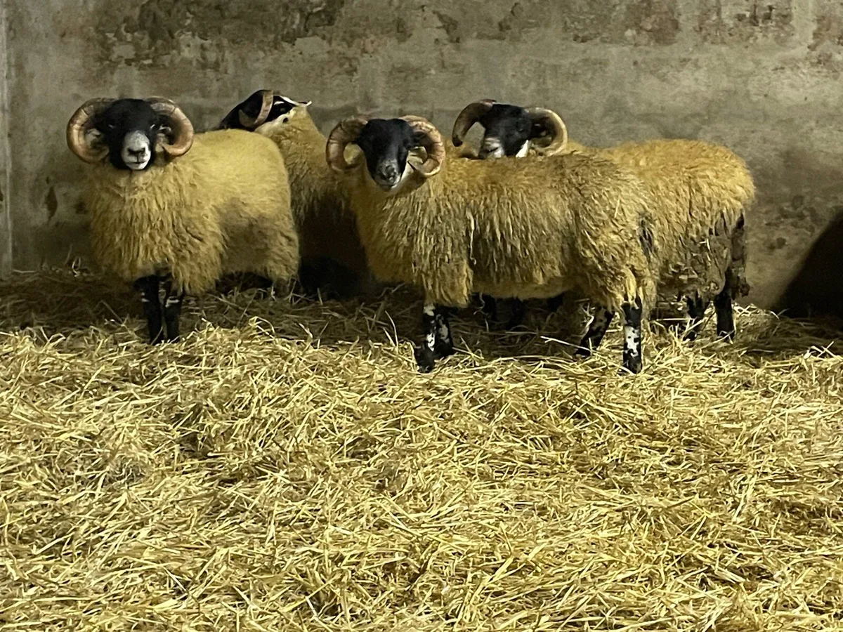 Lanark Sis approved ram lambs - Image 2