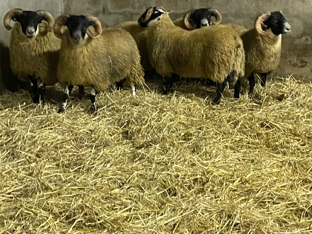 Lanark Sis approved ram lambs - Image 3