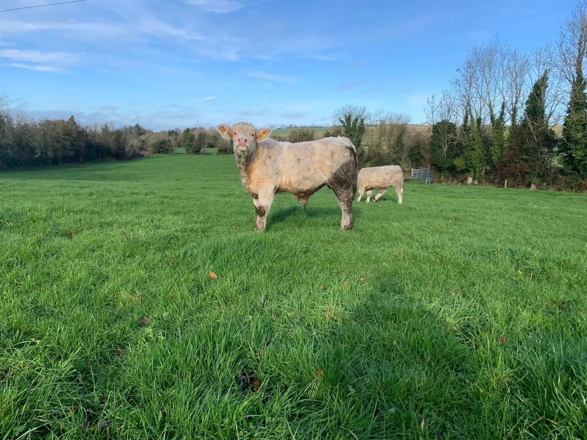 Organic In calf Cow with bull calf at foot - Image 3