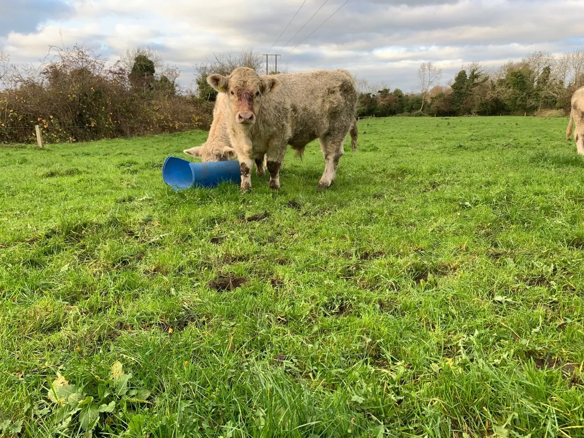 Organic In calf Cow with bull calf at foot - Image 1
