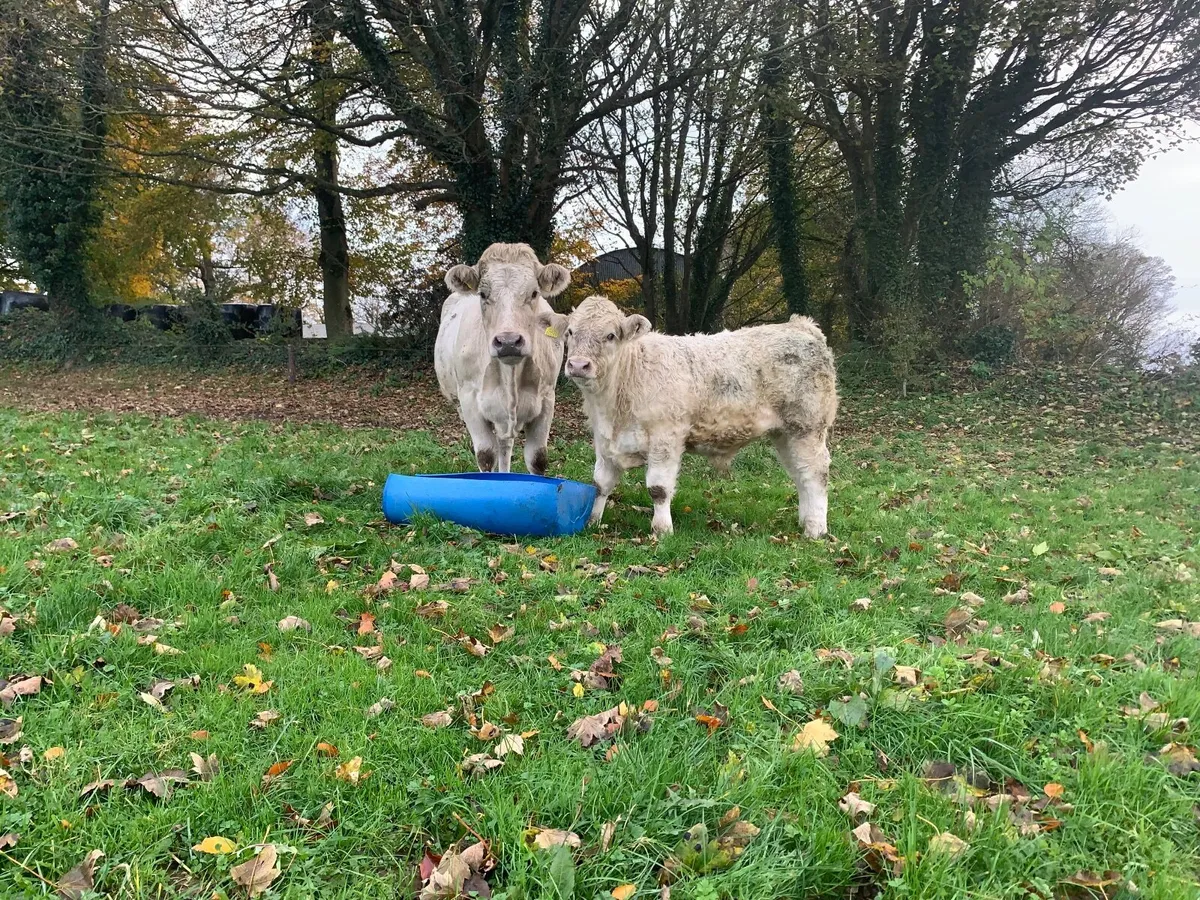 Organic In calf Cow with bull calf at foot - Image 2