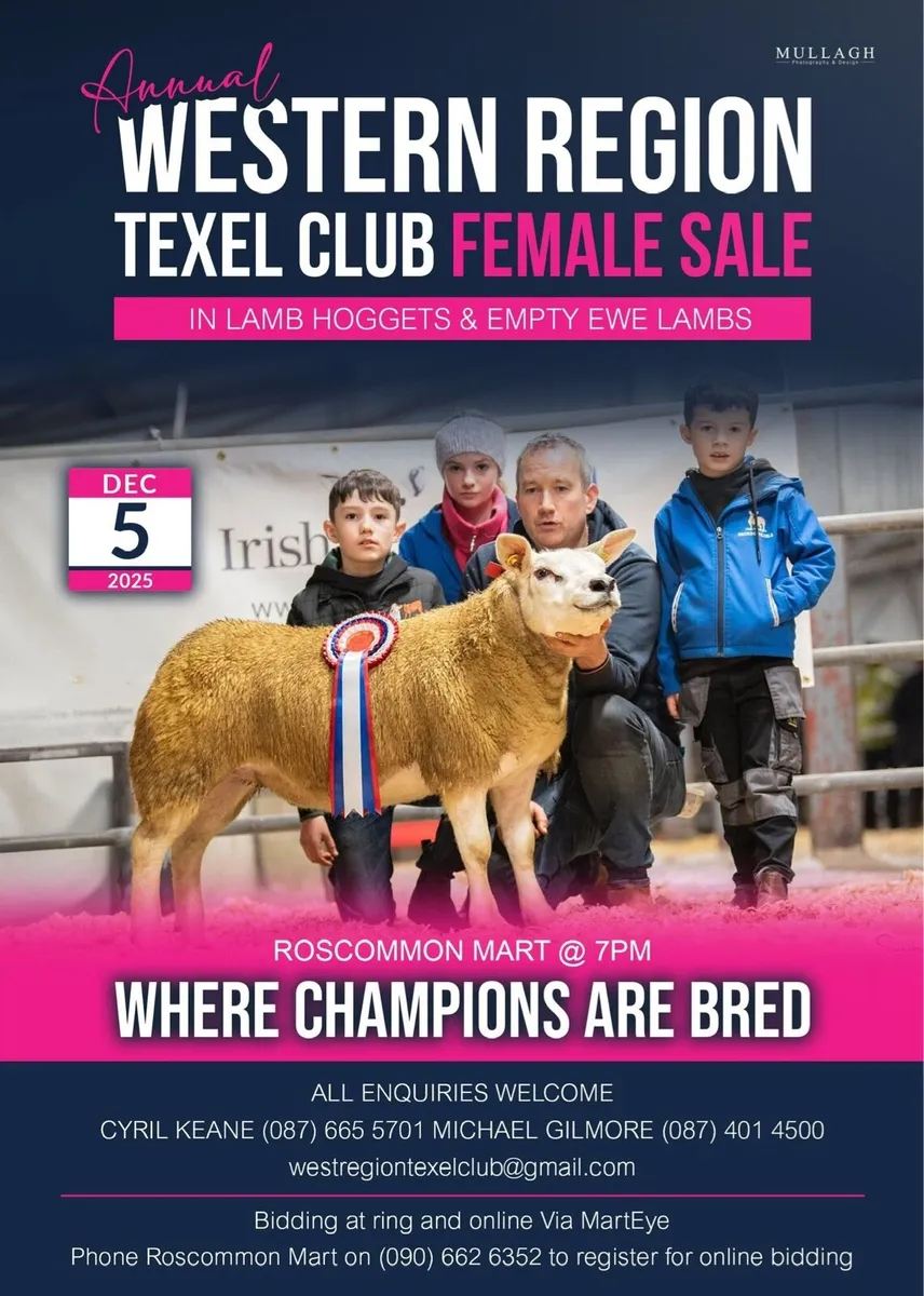 Inlamb Texel hoggets and empty ewe lambs - Image 1