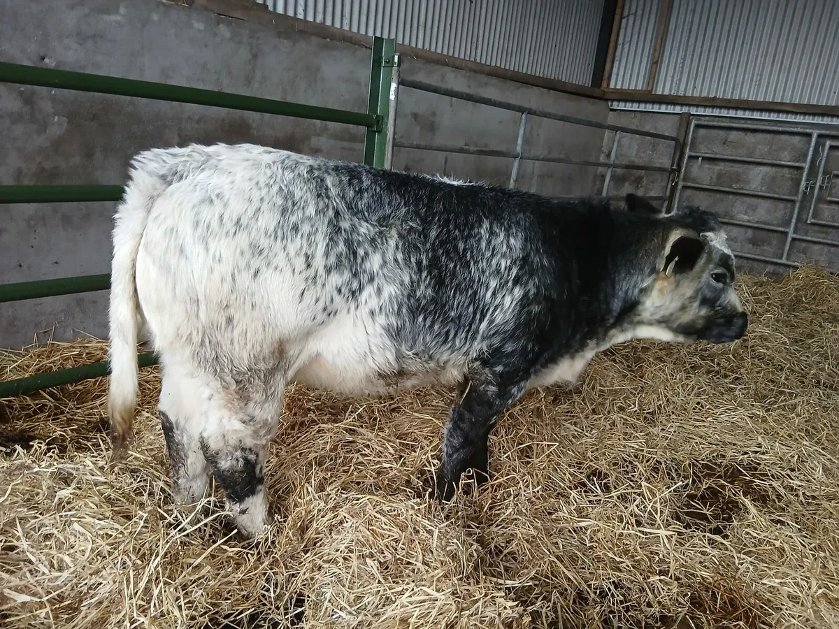 Organic Belgian Blue heifer - Image 1