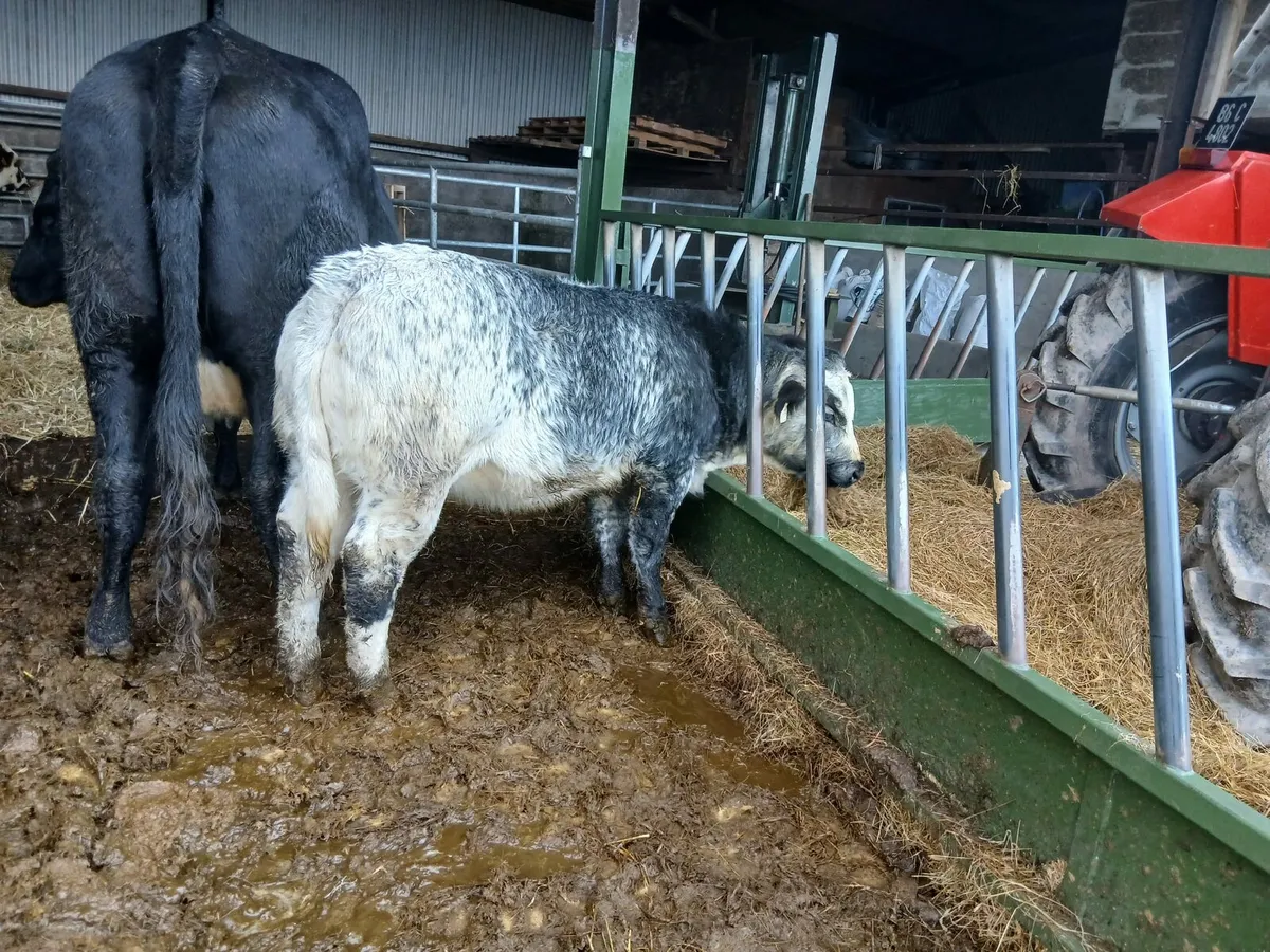 Organic Belgian Blue heifer - Image 2