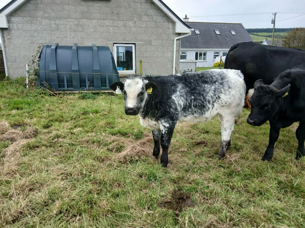 Organic Belgian Blue heifer - Image 3
