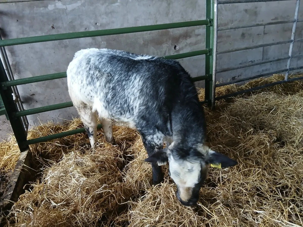 Organic Belgian Blue heifer - Image 4