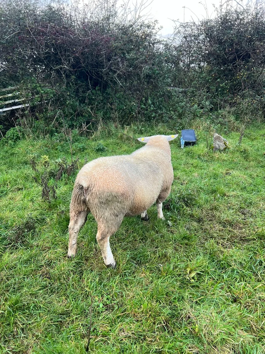 Chartex Ram lamb - Image 2