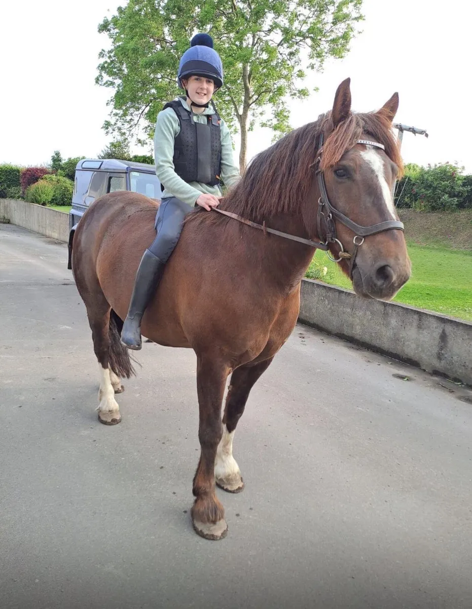 15hh ride and drive gelding - Image 1