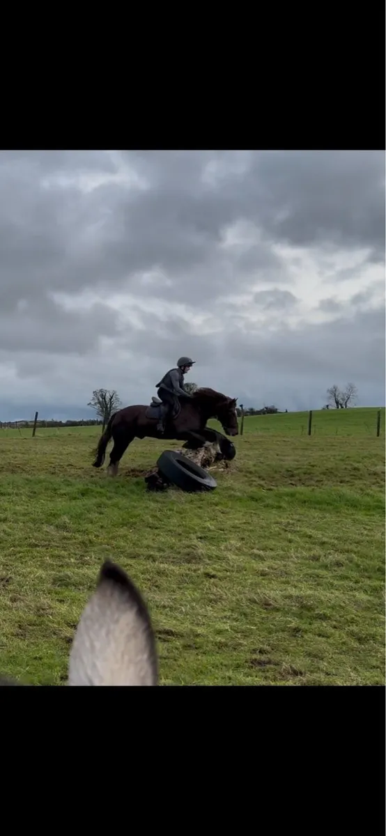 15hh ride and drive gelding - Image 3