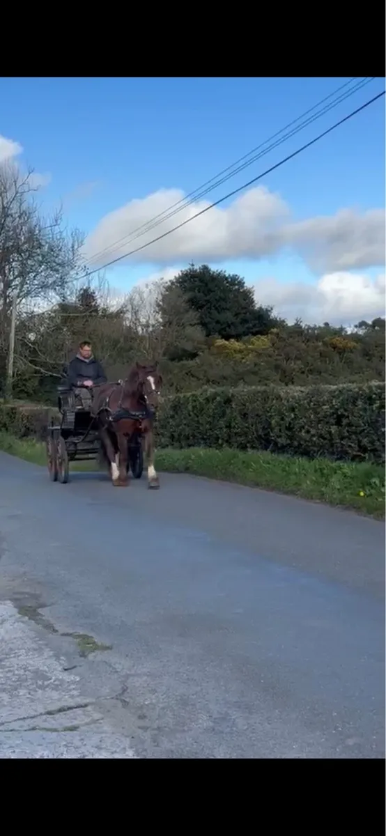 15hh ride and drive gelding - Image 4