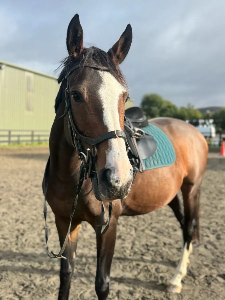 15hands 5 year old thoroughbred - Image 1