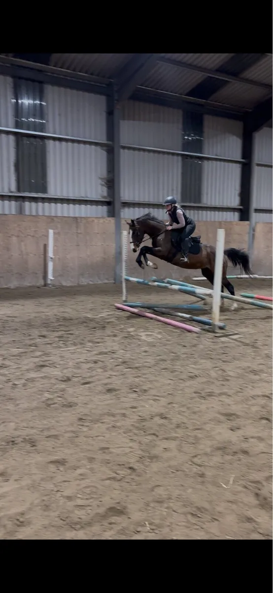 15hands 5 year old thoroughbred - Image 2