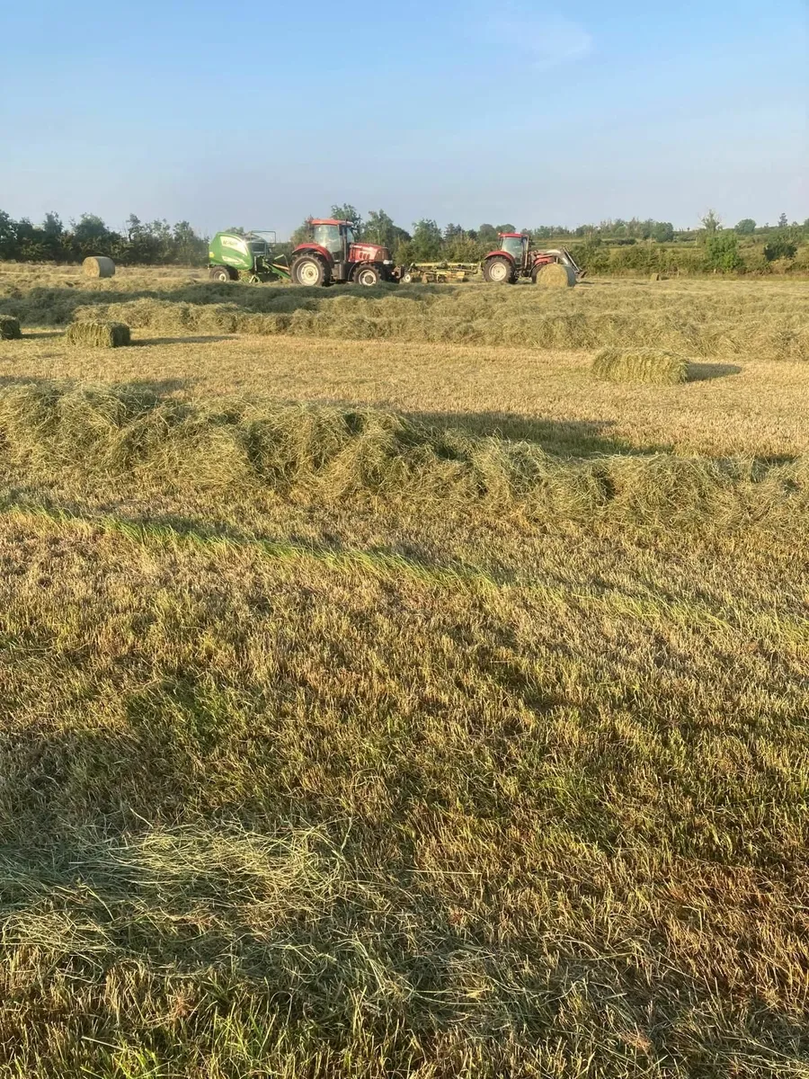 Square bales of hay - Image 1