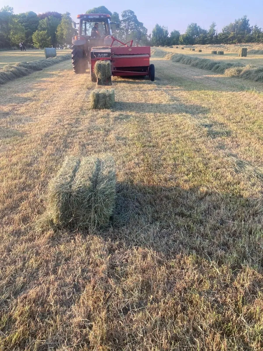 Square bales of hay - Image 2